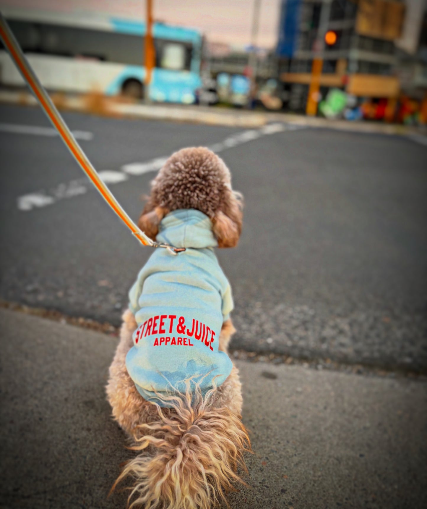 Street & Juice Puppy Hoodie for the Smaller Pooch
